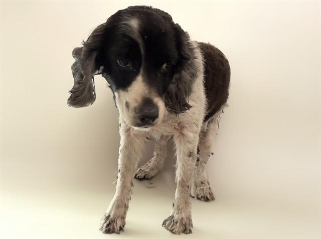 Enlarge STRAY NOT AVAILABLE, a Adoptable mixed breed in Fort Lauderdale, FL image 1/1