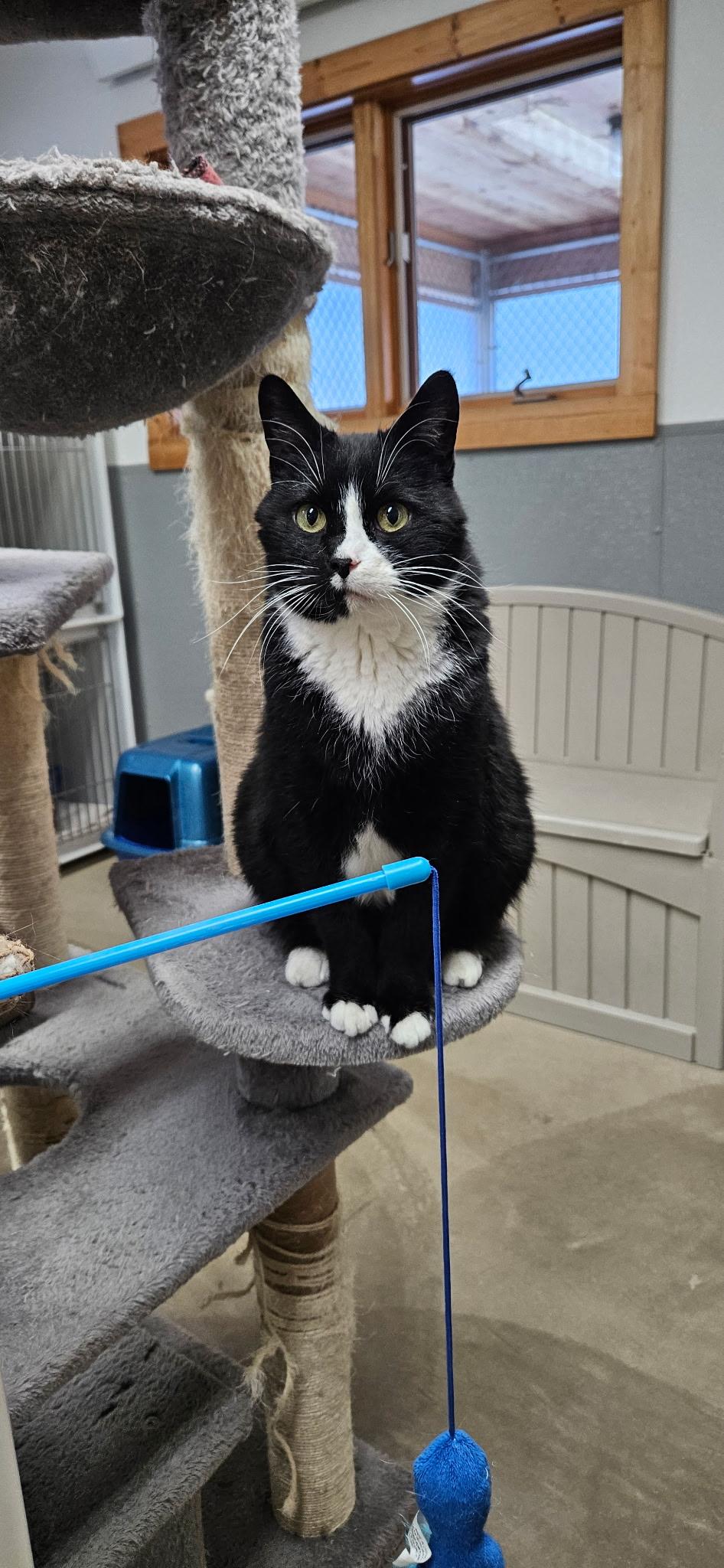 Burt-SPONSORED ADOPTION-FREE WITH APPROVED APPLICATION, Adoptable, Adult Male Domestic Short Hair.