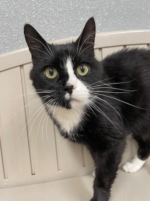 Burt, Adoptable, Adult Male Domestic Short Hair.