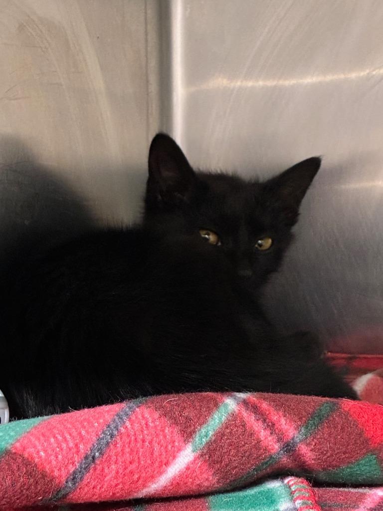 Enlarge Menace, a Adoptable mixed breed in Blountville, TN image 1/1