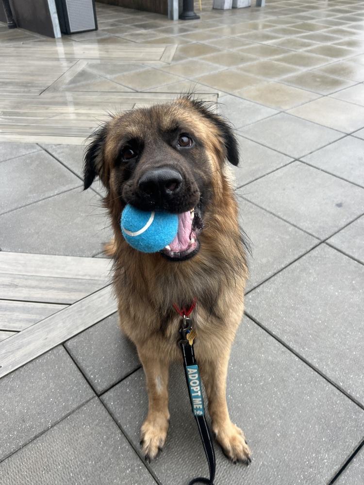 Enlarge Belmont, an adopted Leonberger in New York, NY image 1/6