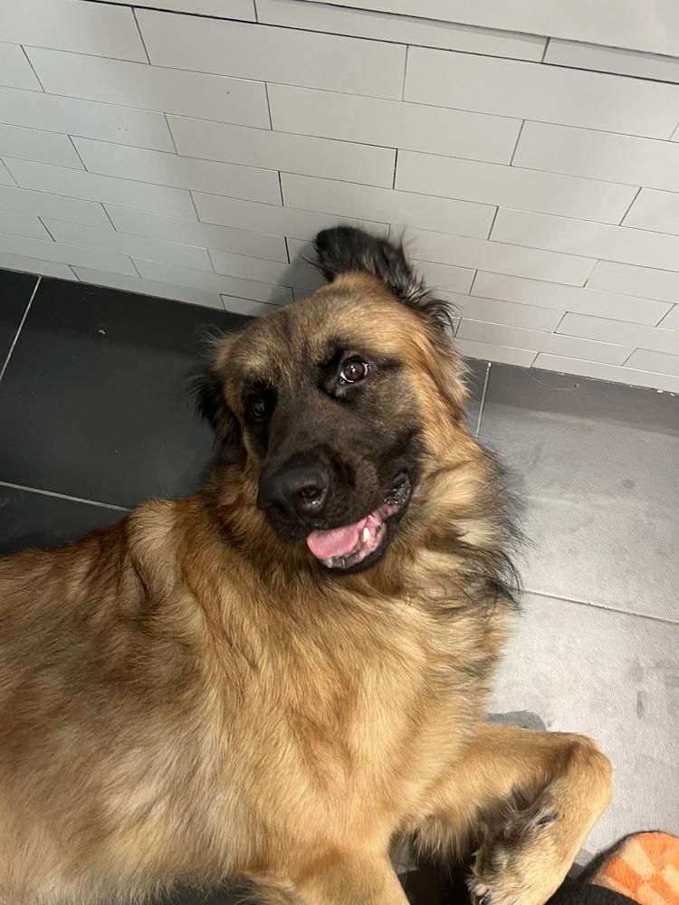 Enlarge Belmont, an adopted Leonberger in New York, NY image 2/6