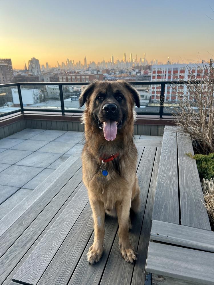 Enlarge Belmont, an adopted Leonberger in New York, NY image 6/6
