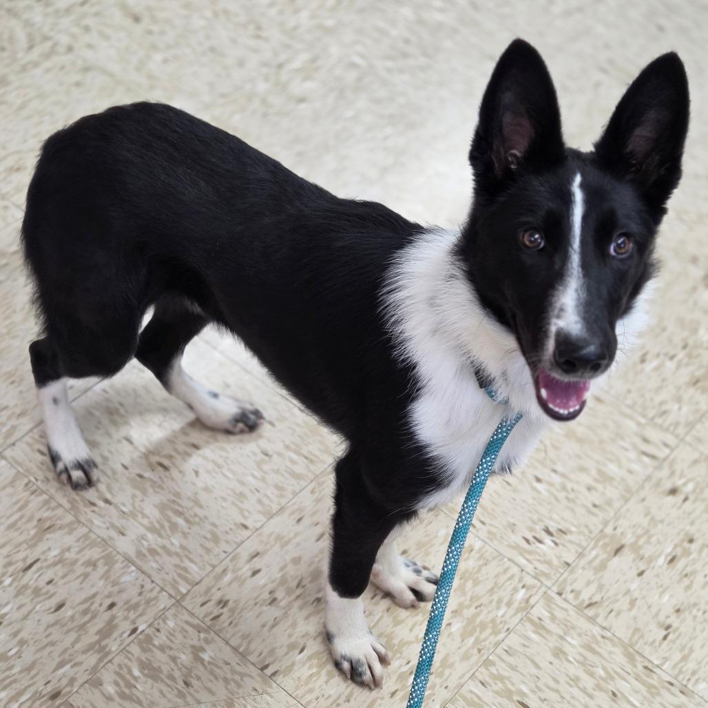 Buffy, Adoptable, Young Female Border Collie.