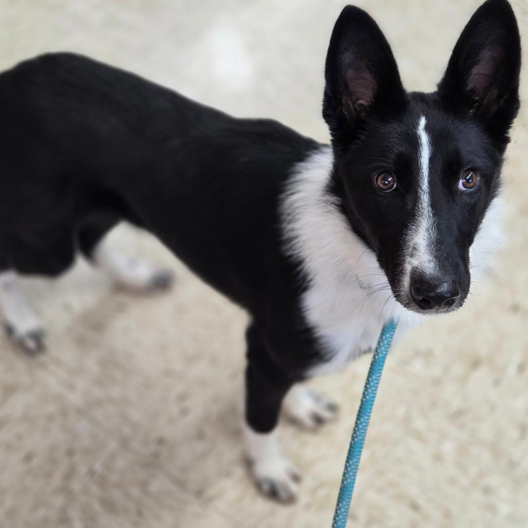 Enlarge Buffy, a Adoptable Border Collie in Breese, IL image 2/3