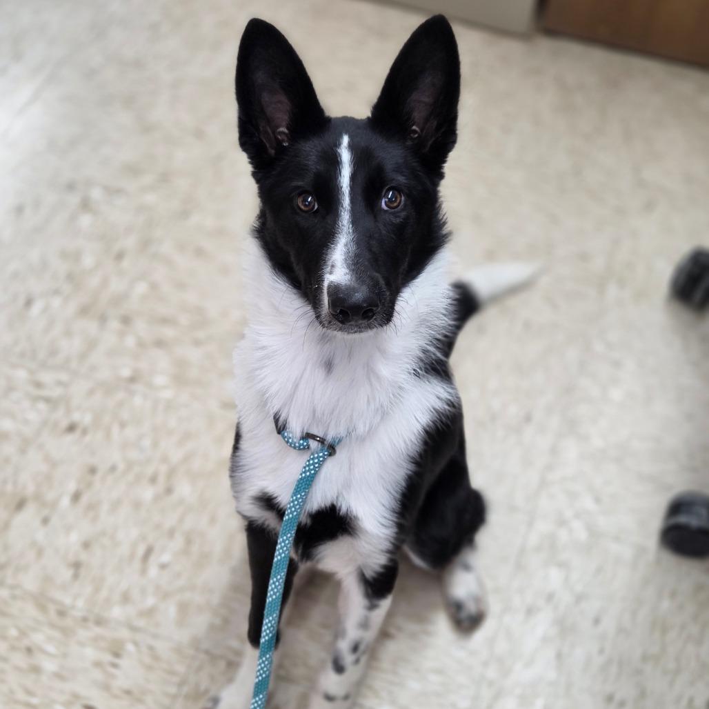 Enlarge Buffy, a Adoptable Border Collie in Breese, IL image 3/3