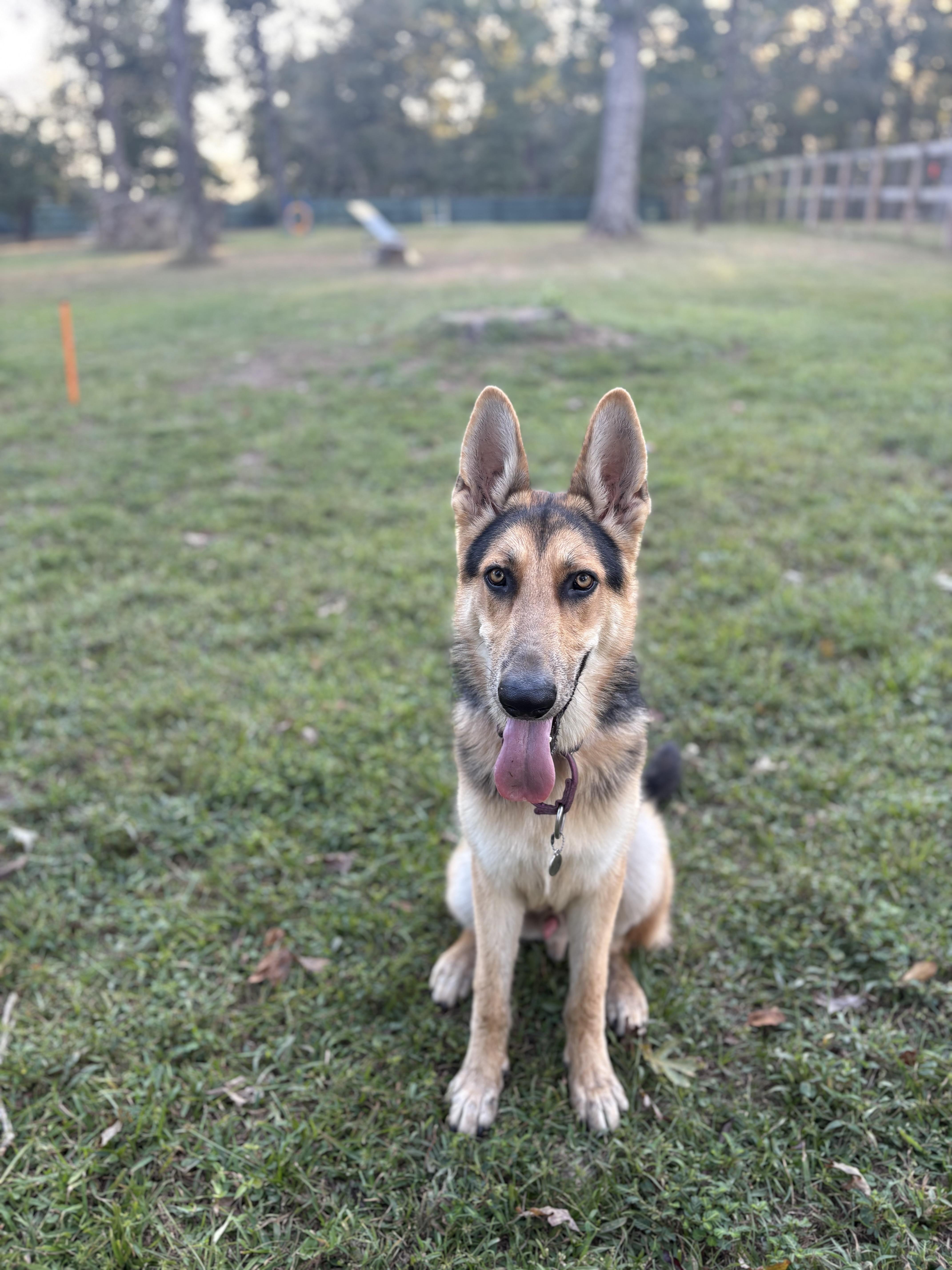 Thor, Adoptable, Young Male German Shepherd Dog.