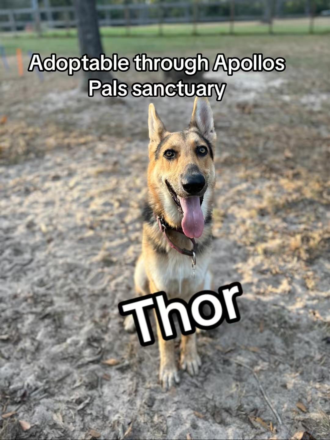 Thor, a Adoptable German Shepherd Dog in Conroe, TX image 2/2