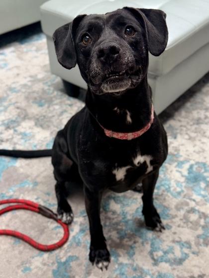 Enlarge Lana, a Adoptable mixed breed in Cincinnati, OH image 2/3