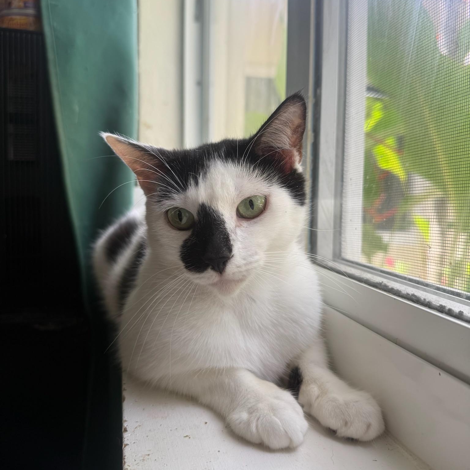 Enlarge Myla, a Adoptable Domestic Short Hair in Bridgehampton, NY image 1/6