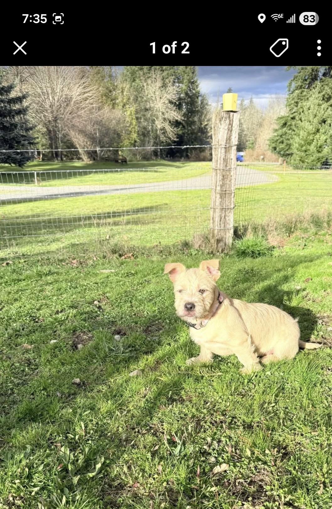 Enlarge Amelia, a ADOPTABLE mixed breed in Olympia, WA image 2/2