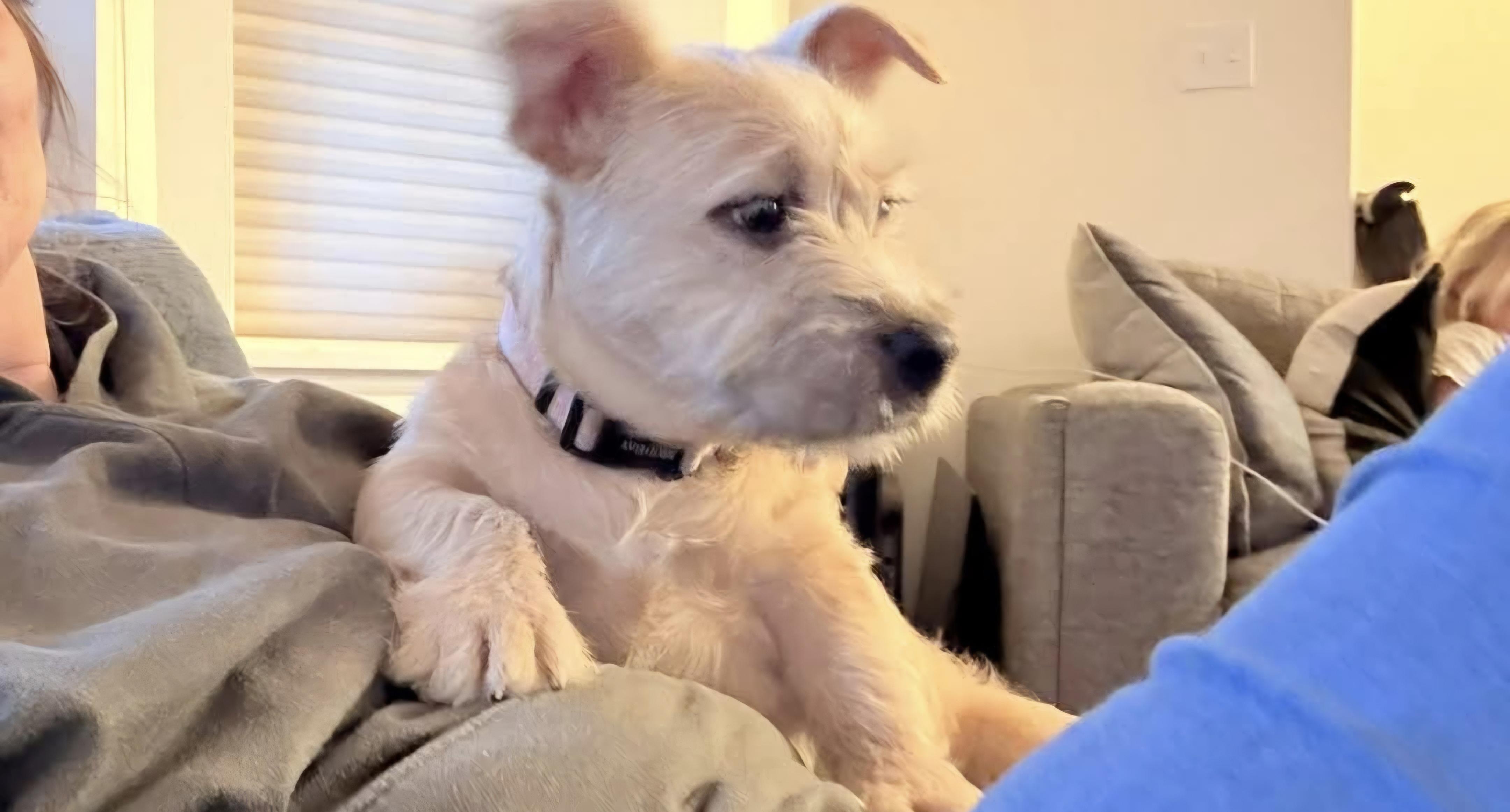 Amelia, ADOPTABLE, Puppy Female Norfolk Terrier.