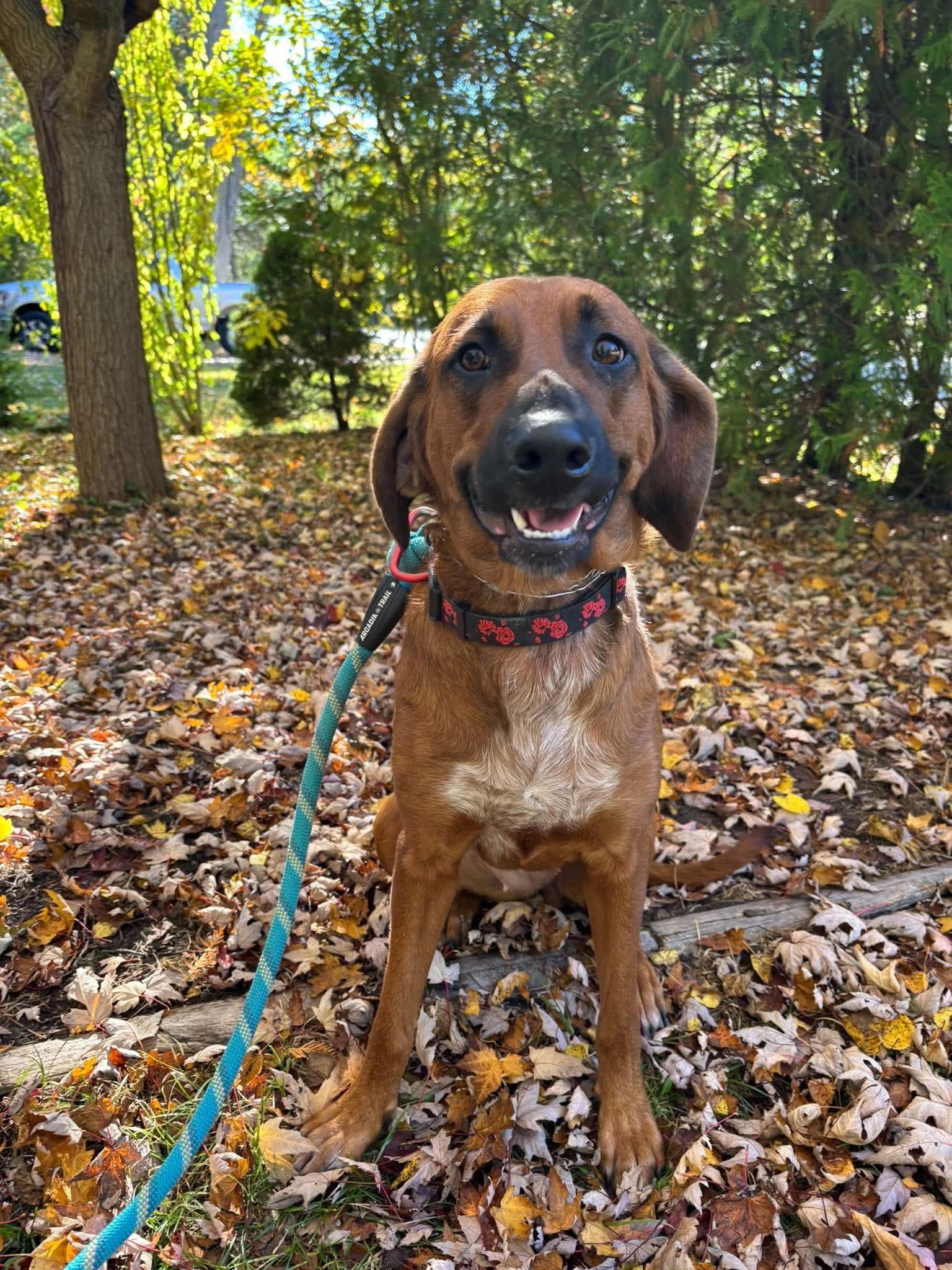Enlarge Dazee - Good with Cats, a Adoptable mixed breed in North Bay, ON image 2/6