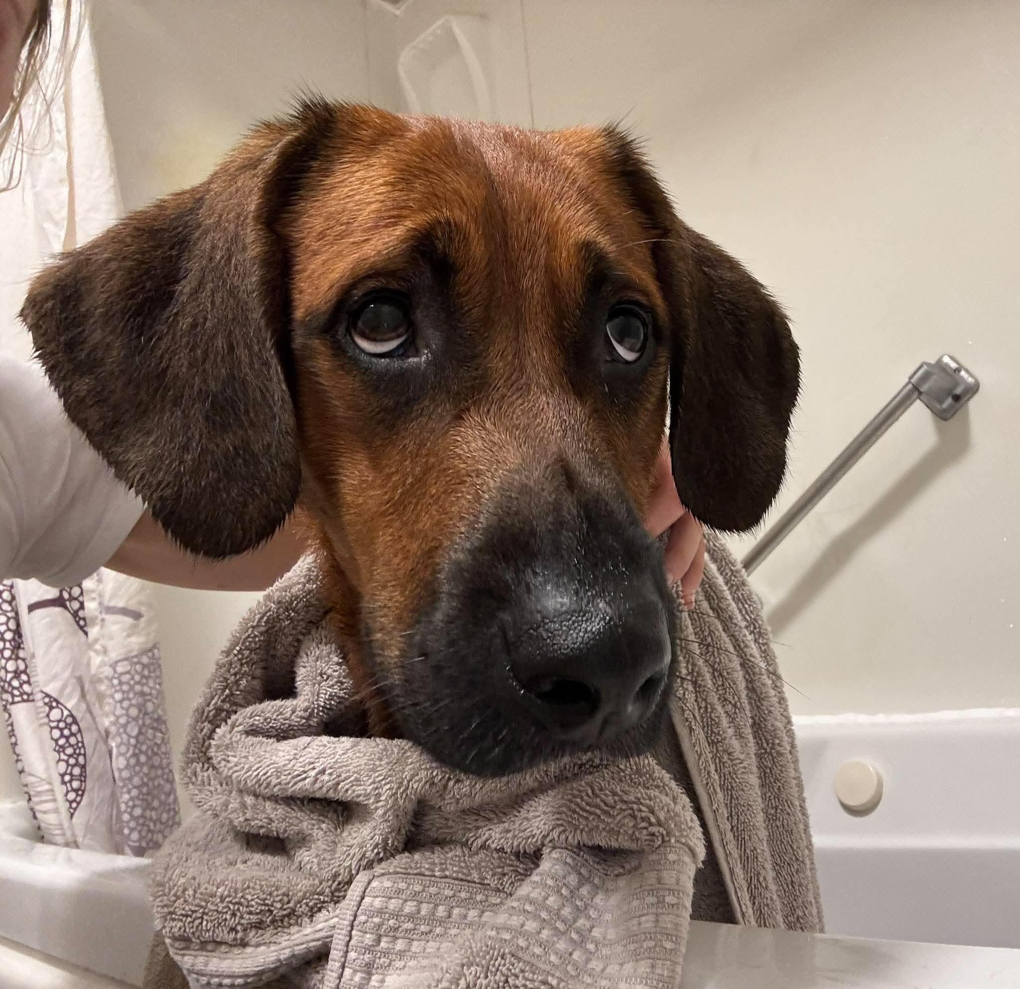 Enlarge Dazee - Good with Cats, a Adoptable mixed breed in North Bay, ON image 6/6