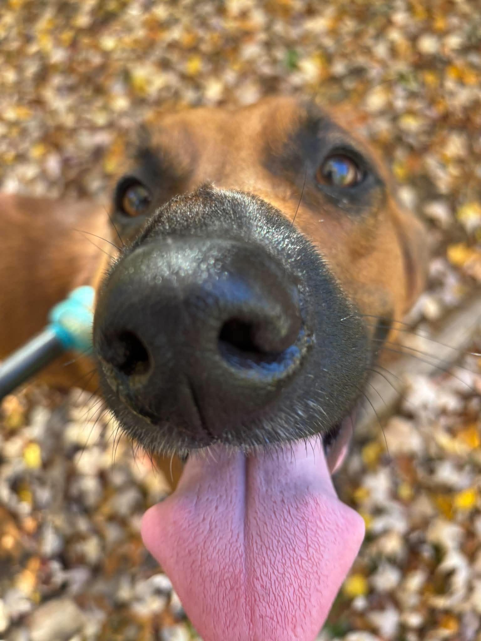 Enlarge Dazee - Good with Cats, a Adoptable mixed breed in North Bay, ON image 5/6