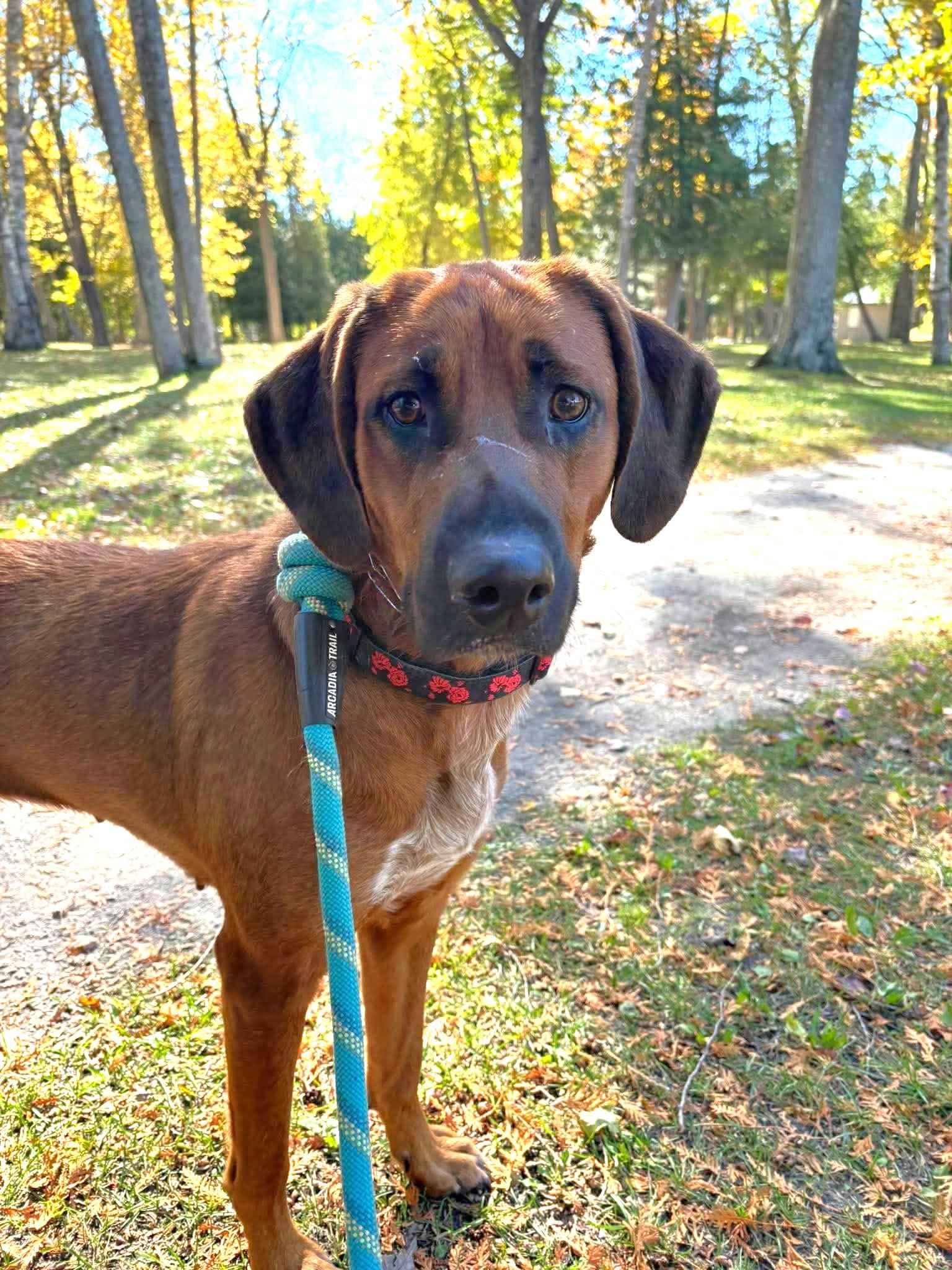Dazee - Good with Cats, Adoptable, Adult Female Redbone Coonhound.