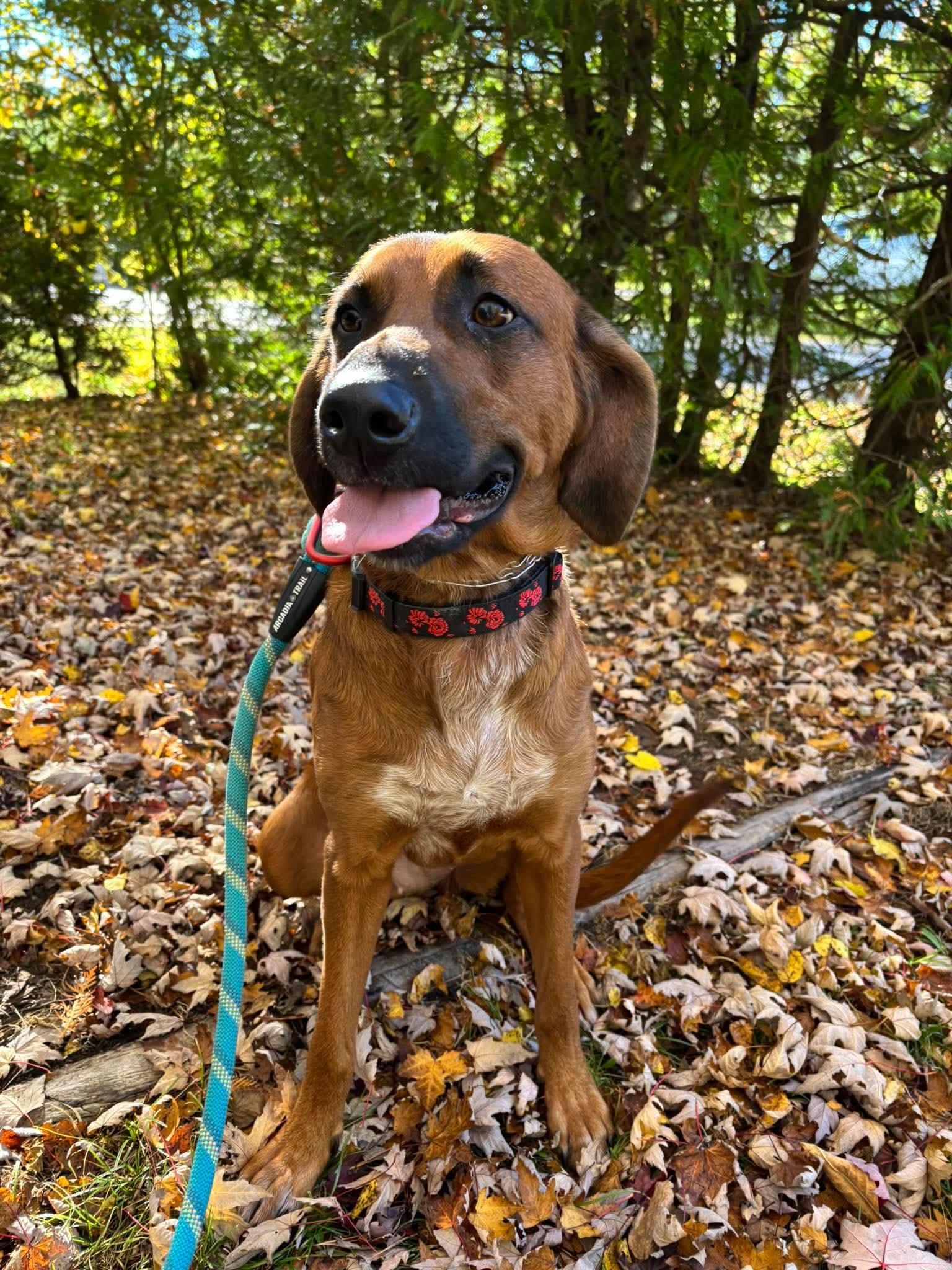 Enlarge Dazee - Good with Cats, a Adoptable mixed breed in North Bay, ON image 3/6