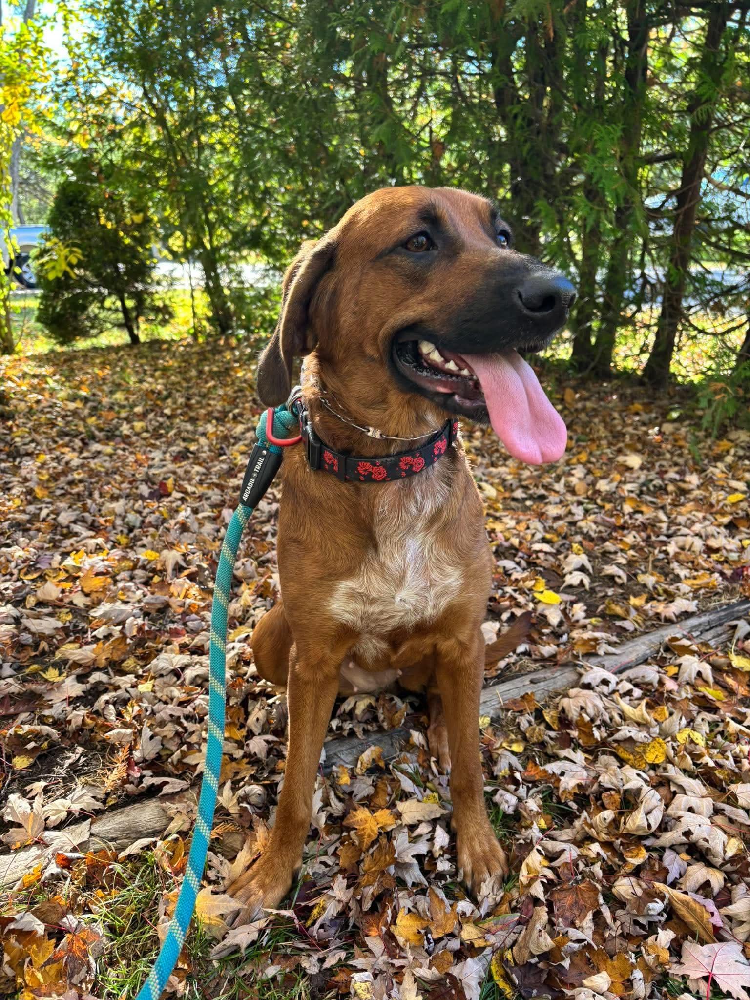 Enlarge Dazee - Good with Cats, a Adoptable mixed breed in North Bay, ON image 4/6