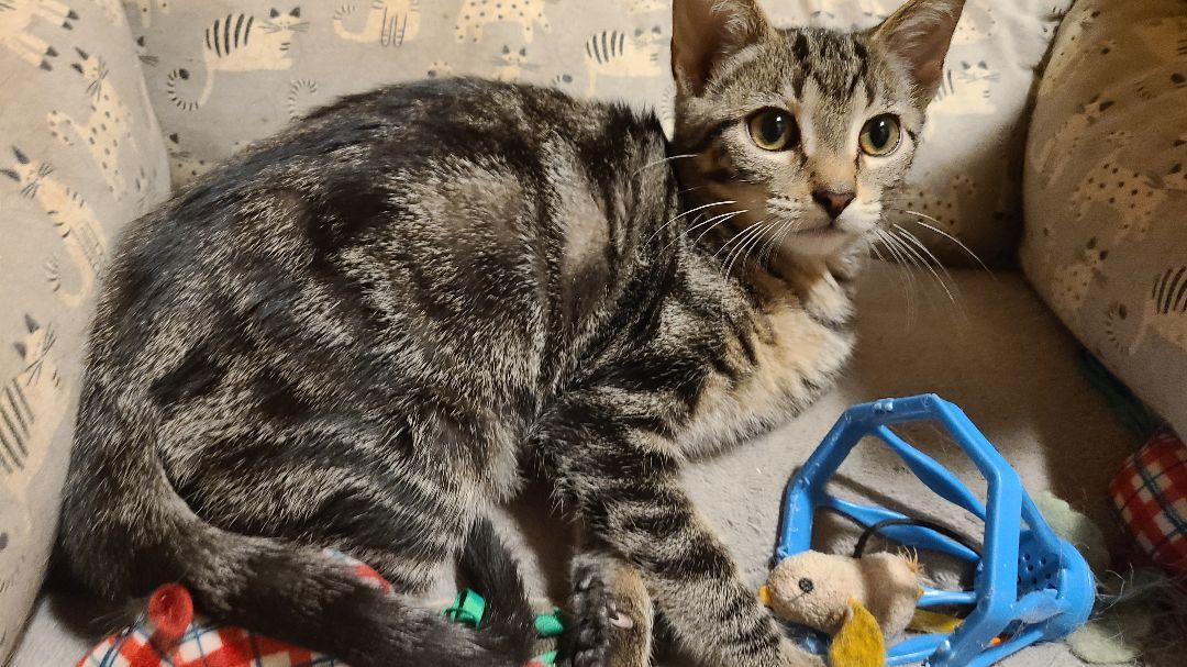 Enlarge Feyre, a Adopted Domestic Short Hair in Oak Lawn, IL image 1/2