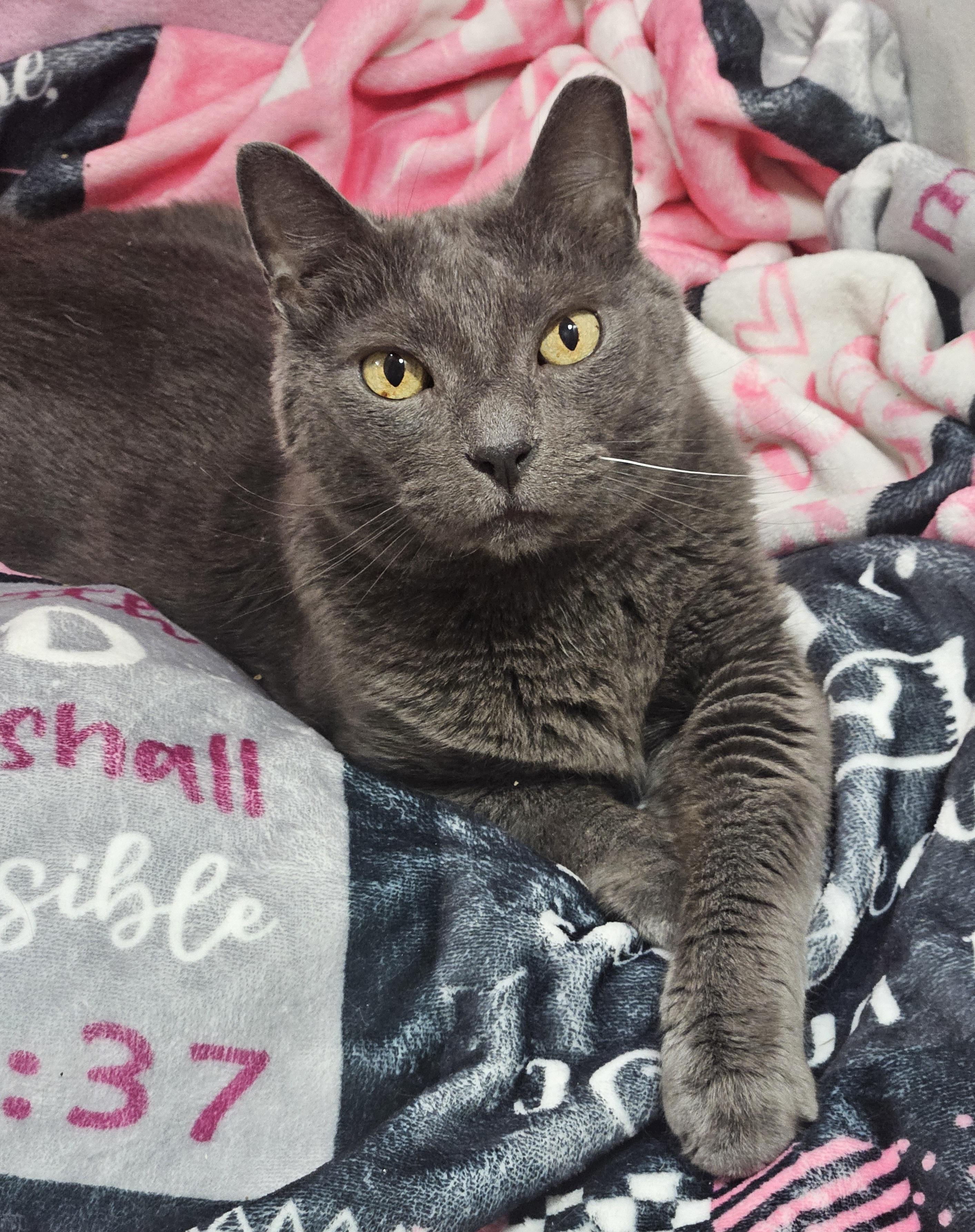 Enlarge Cusa, a Adoptable mixed breed in Miami, FL image 1/3