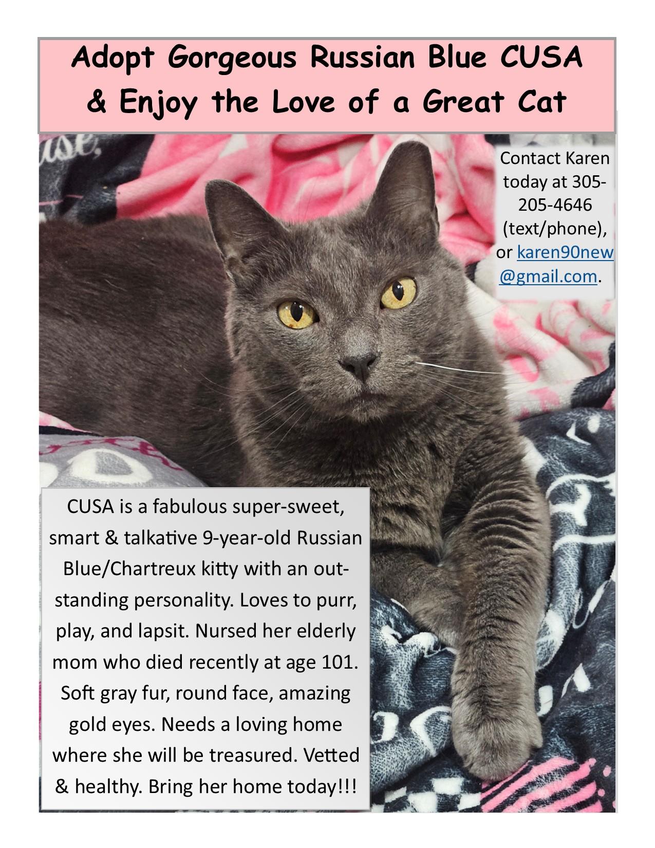 Enlarge Cusa, a Adoptable mixed breed in Miami, FL image 3/3