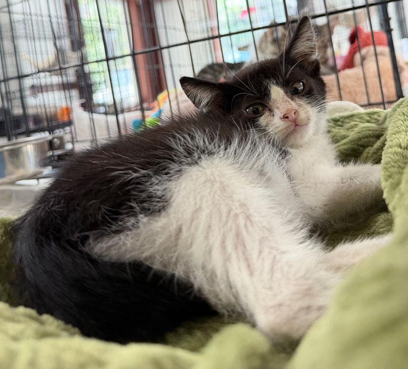 Enlarge Mouse, a Adoptable Tuxedo in Horseshoe Bend, AR image 3/3