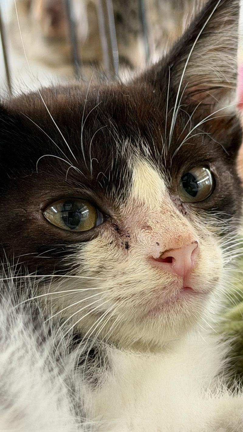 Mouse, Adoptable, Kitten Male Tuxedo.