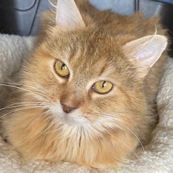 Enlarge Punkin, a Adoptable Domestic Long Hair image 1/1