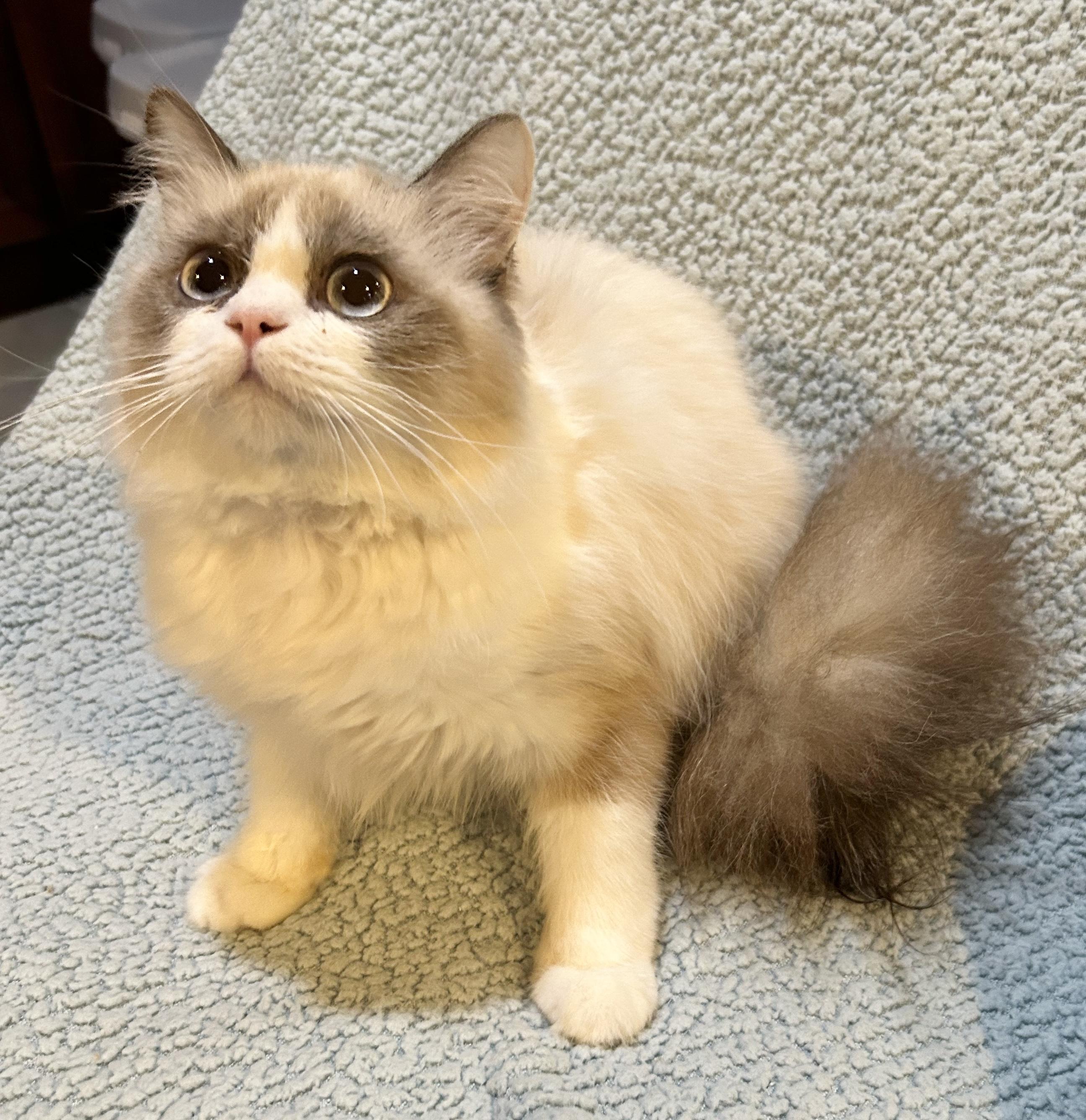 Koko, an adoptable Ragdoll in Allentown, NJ, 08501 | Photo Image 3