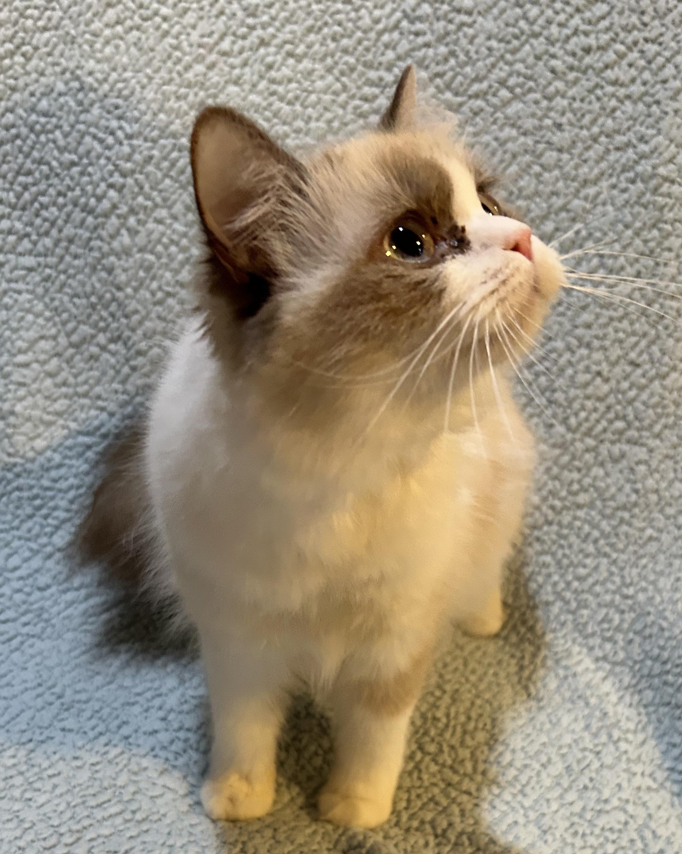 Koko, an adoptable Ragdoll in Allentown, NJ, 08501 | Photo Image 5