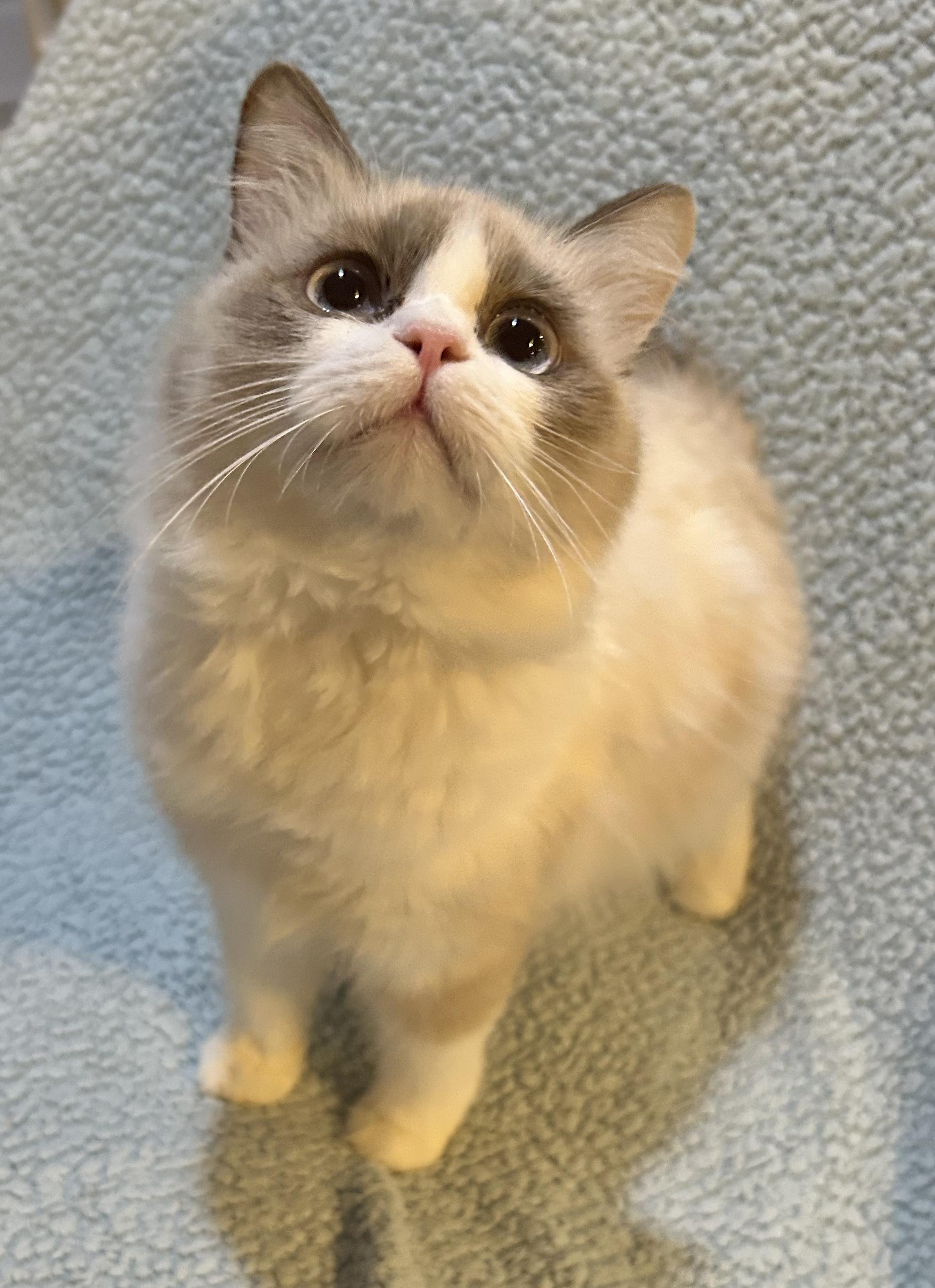Koko, an adoptable Ragdoll in Allentown, NJ, 08501 | Photo Image 1