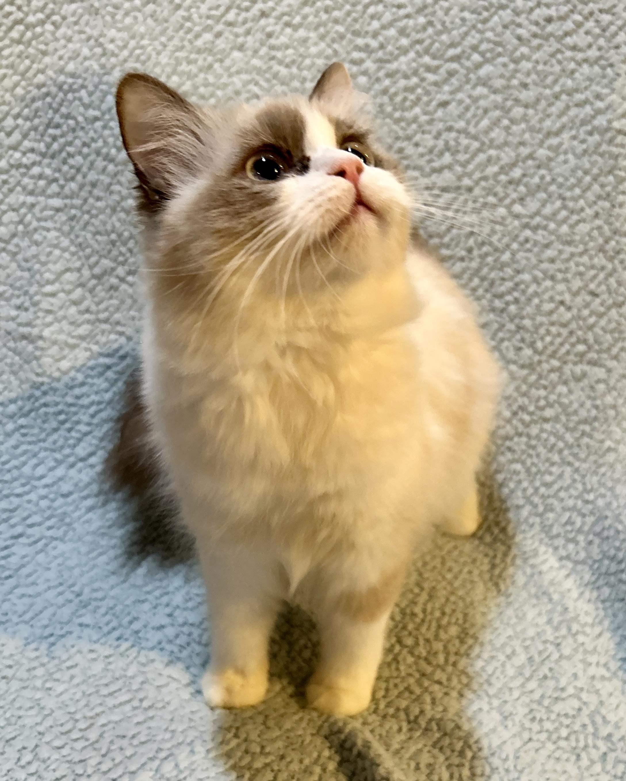 Koko, an adoptable Ragdoll in Allentown, NJ, 08501 | Photo Image 2