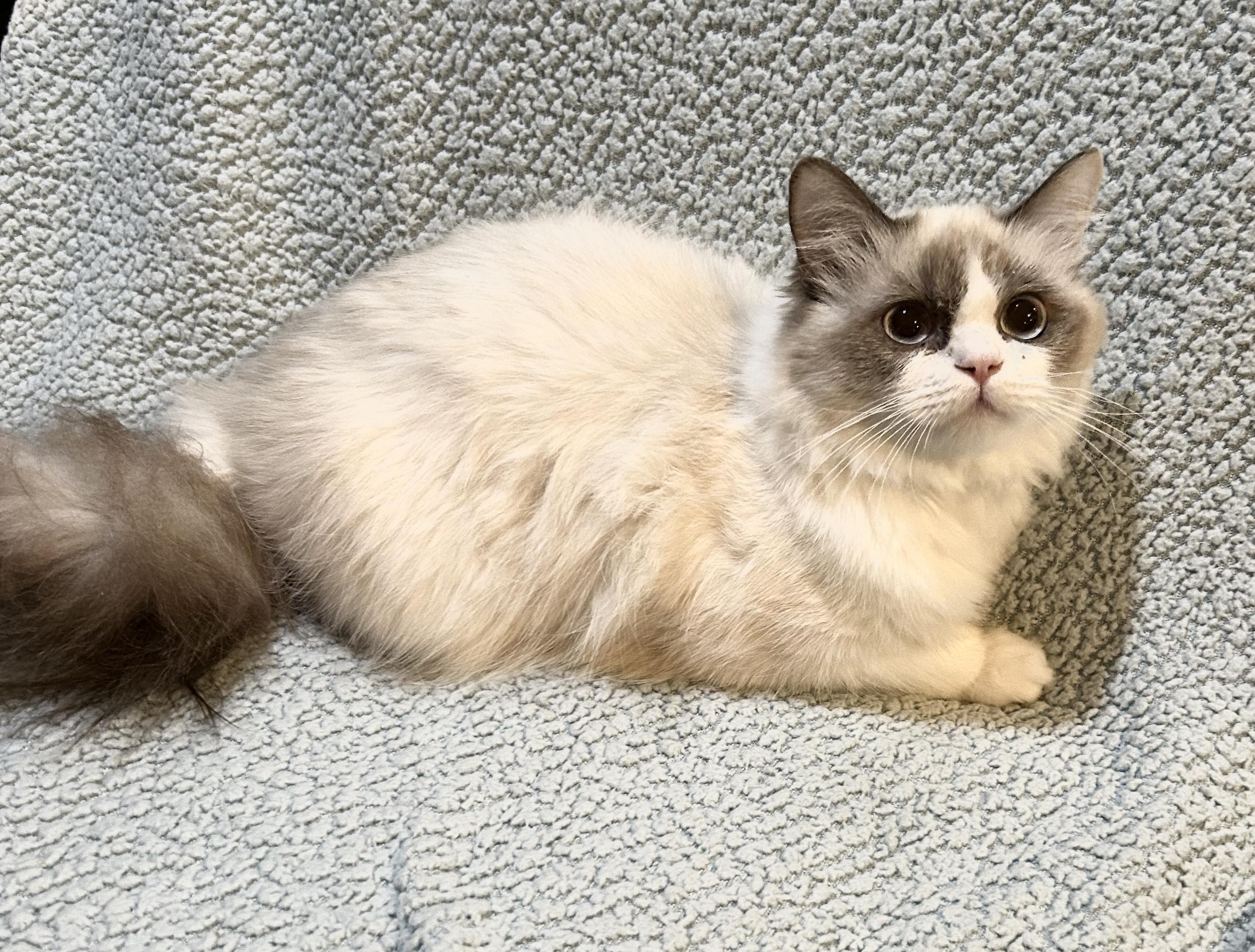 Koko, an adoptable Ragdoll in Allentown, NJ, 08501 | Photo Image 4