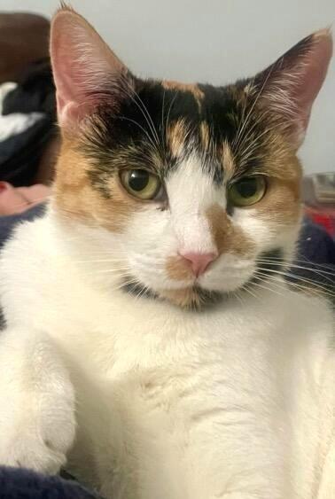 Enlarge Poppy, a Adoptable Domestic Short Hair in Green Valley, AZ image 1/6