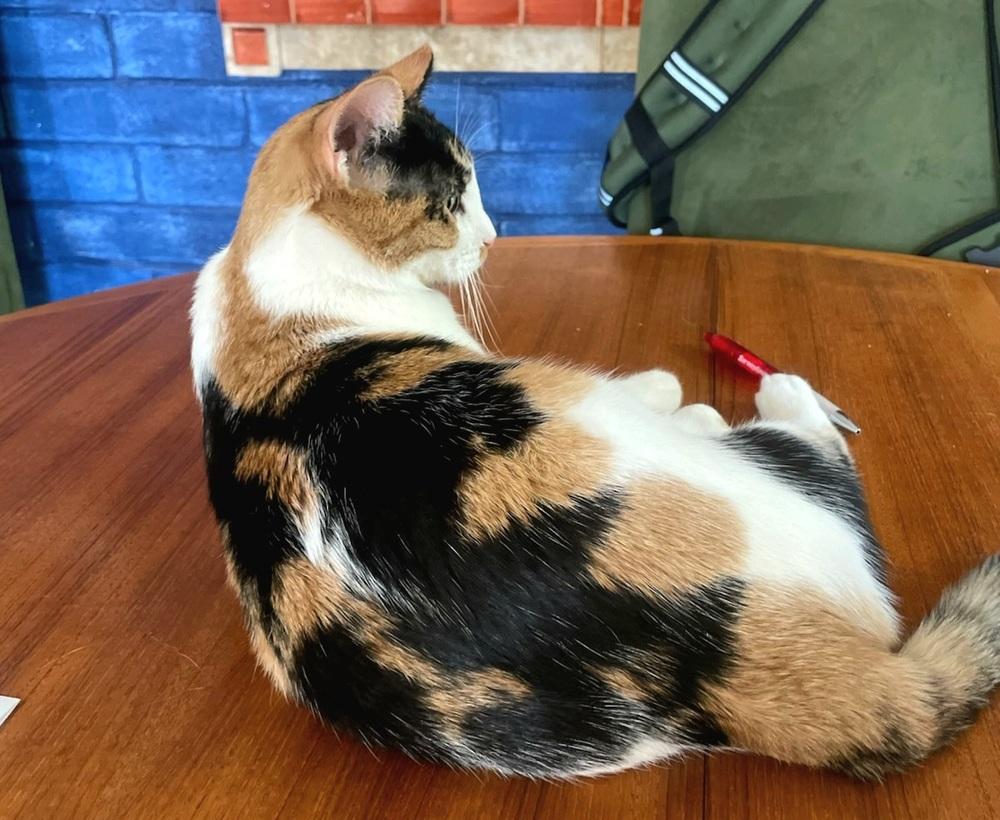 Enlarge Poppy, a Adoptable Domestic Short Hair in Green Valley, AZ image 2/6