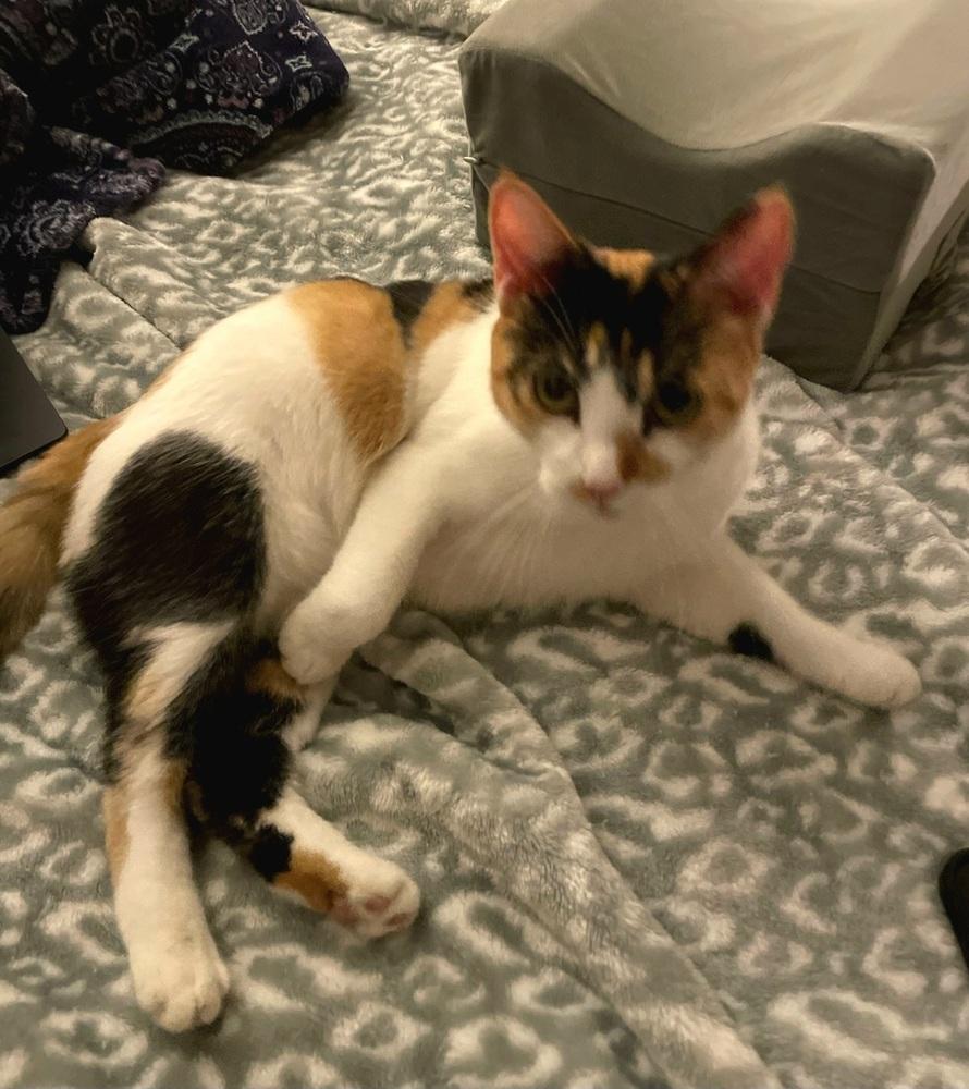 Enlarge Poppy, a Adoptable Domestic Short Hair in Green Valley, AZ image 3/6