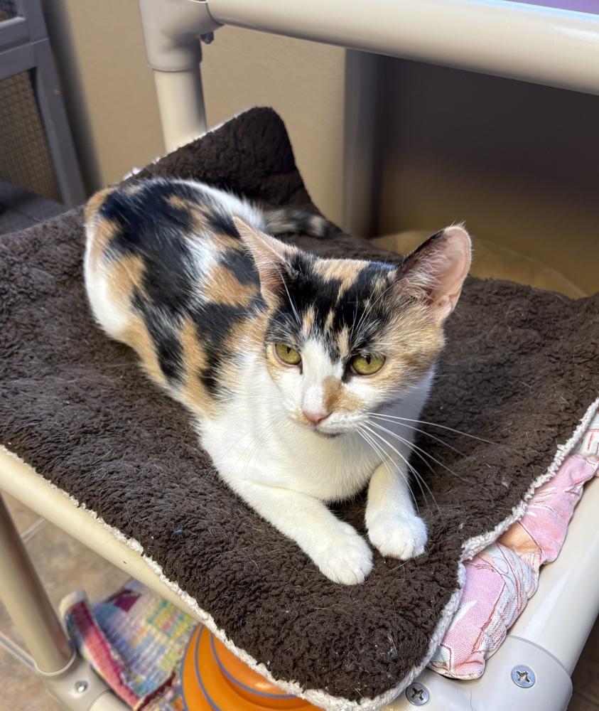 Enlarge Poppy, a Adoptable Domestic Short Hair in Green Valley, AZ image 4/6