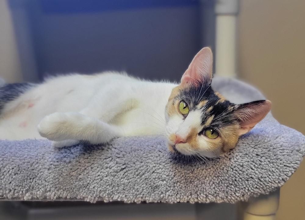 Enlarge Poppy, a Adoptable Domestic Short Hair in Green Valley, AZ image 4/6