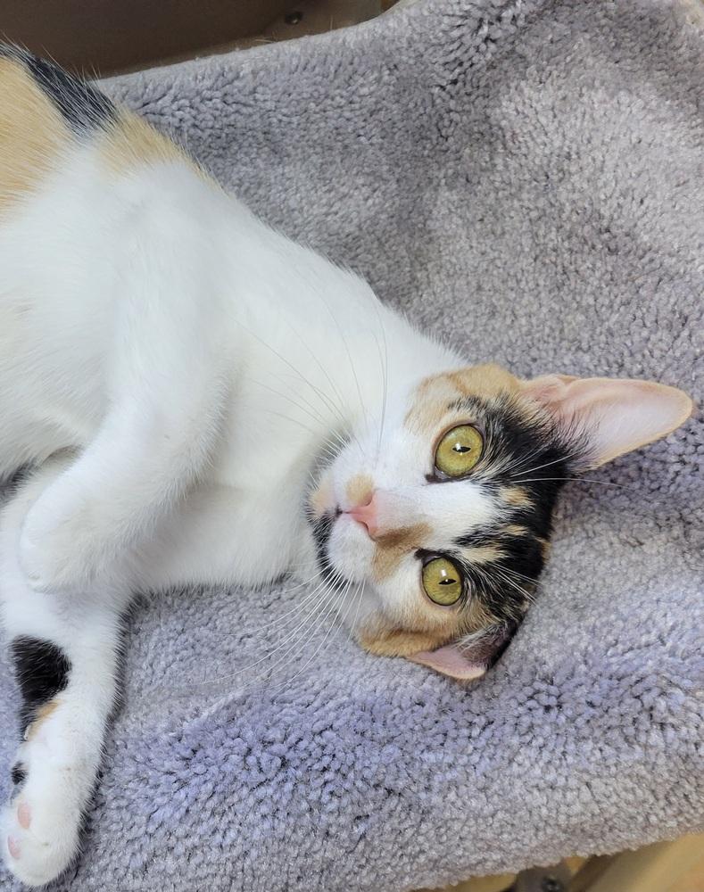 Enlarge Poppy, a Adoptable Domestic Short Hair in Green Valley, AZ image 5/6