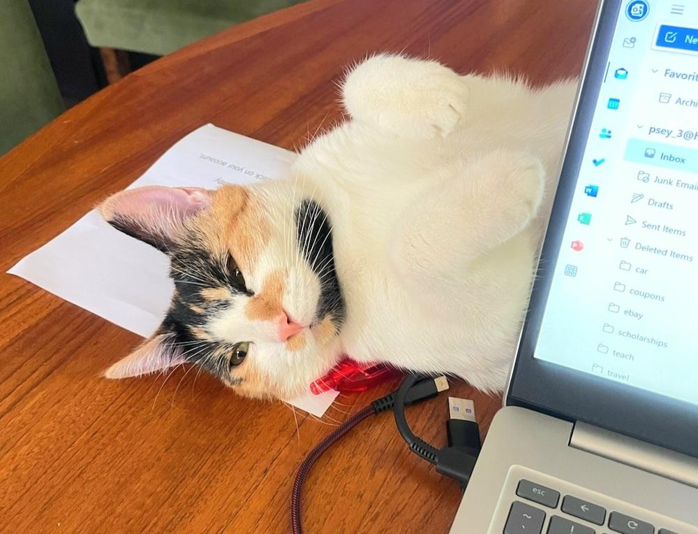 Enlarge Poppy, a Adoptable Domestic Short Hair in Green Valley, AZ image 6/6