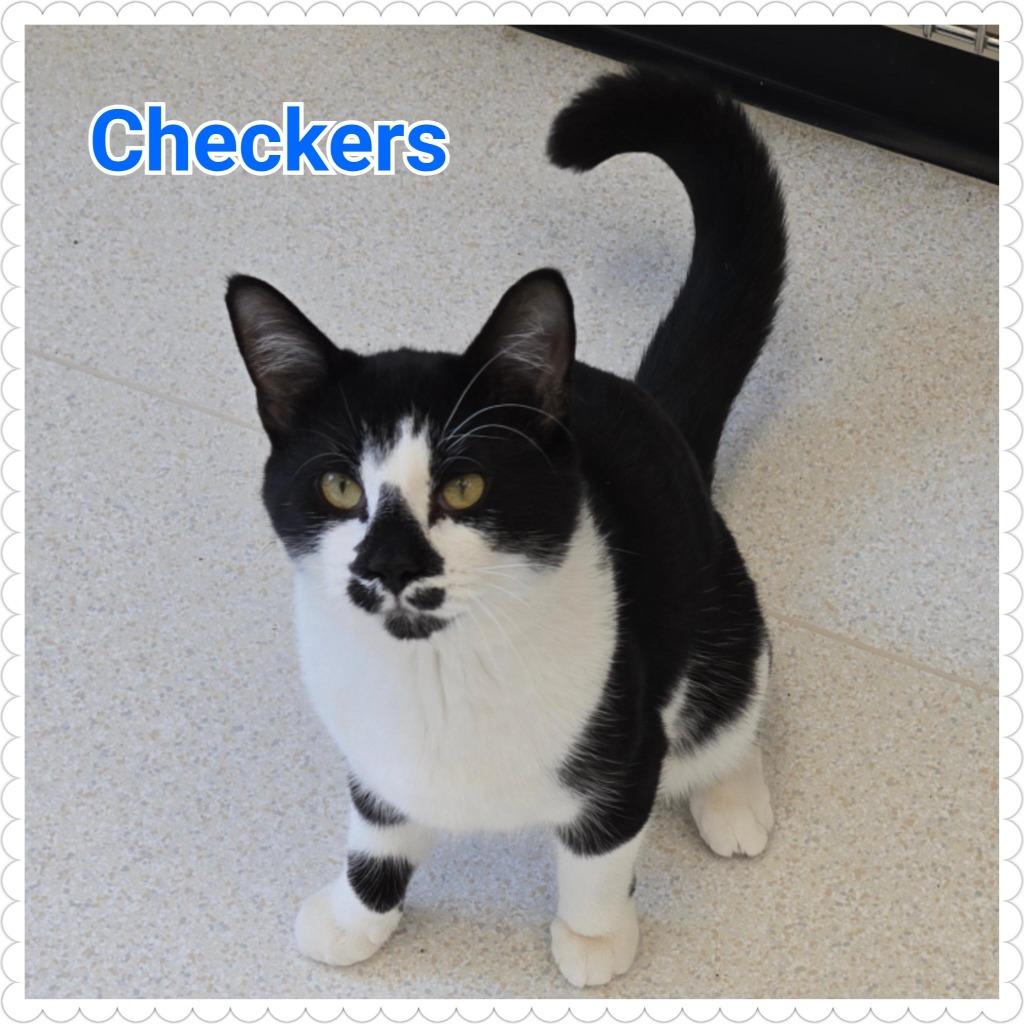 Checkers, Adoptable, Young Male Domestic Short Hair.