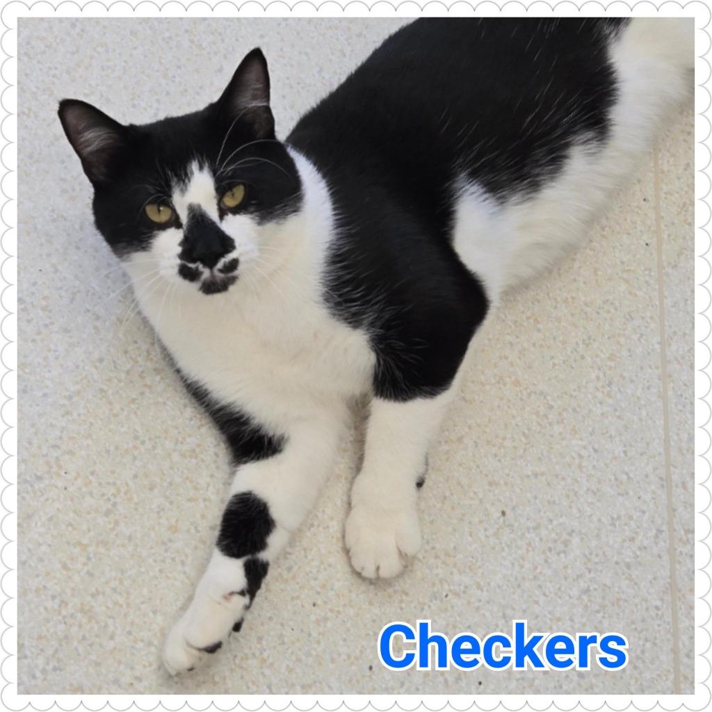 Enlarge Checkers, a Adoptable mixed breed in North Saint Paul, MN image 5/6