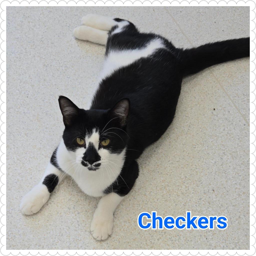 Enlarge Checkers, a Adoptable mixed breed in North Saint Paul, MN image 6/6