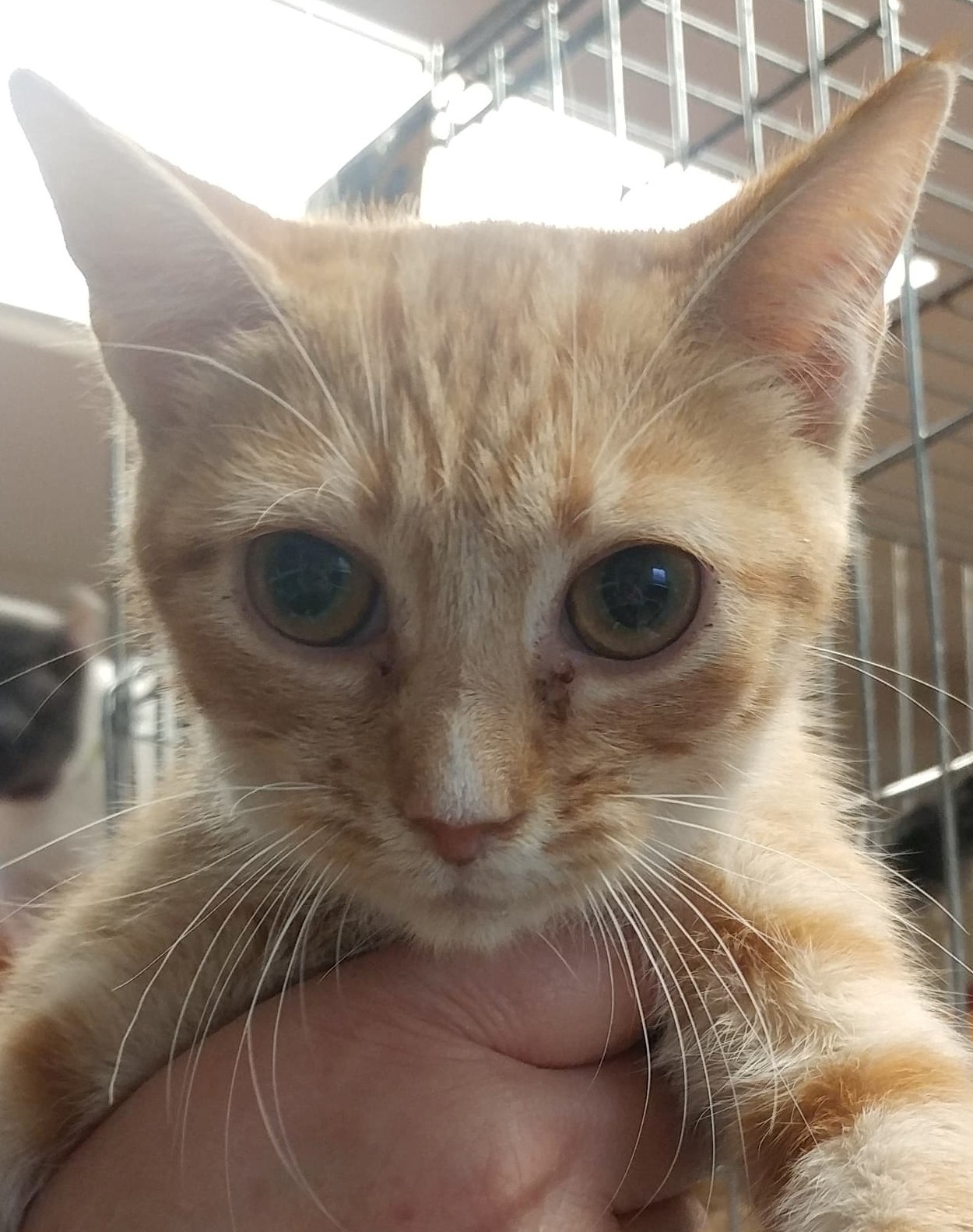 Penelope, a Adoptable mixed breed in Robinson, IL image 1/2