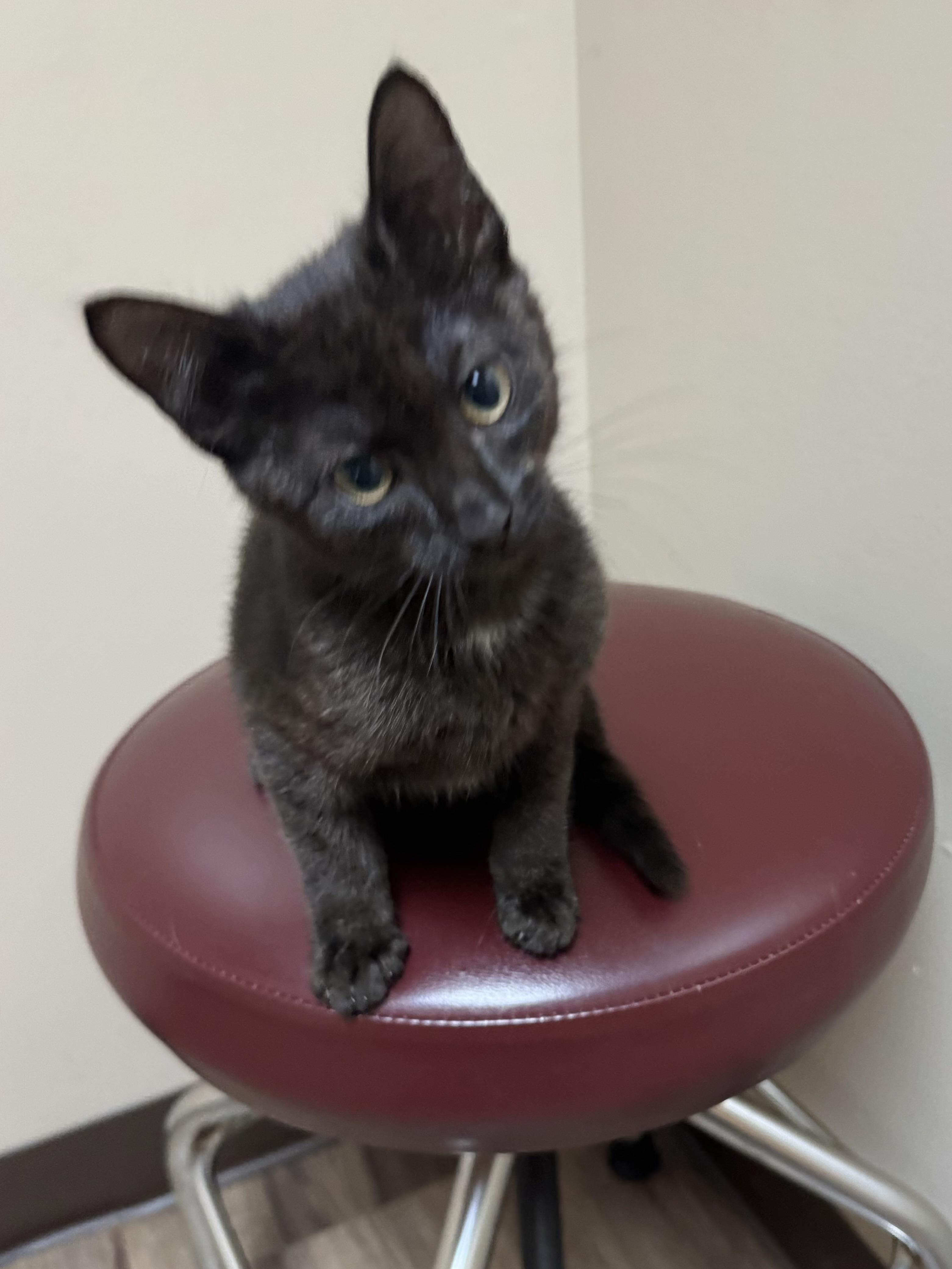 Pepper, adopted, Kitten Female Domestic Short Hair.