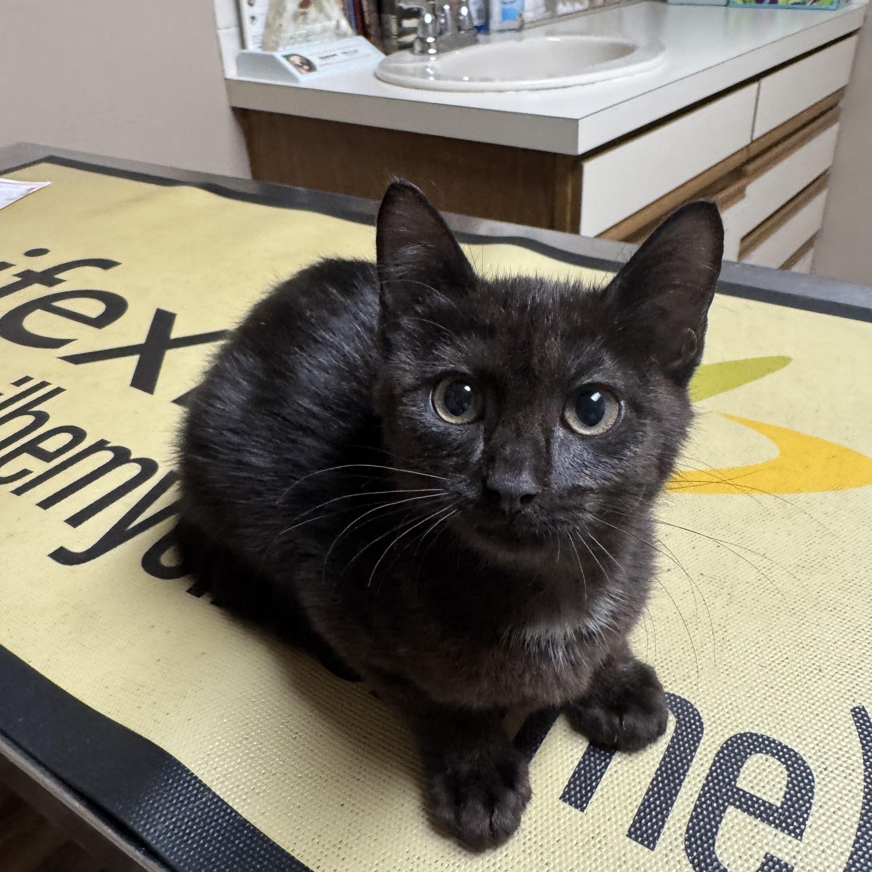 Enlarge Pepper, an adopted mixed breed in Valley Center, KS image 2/4