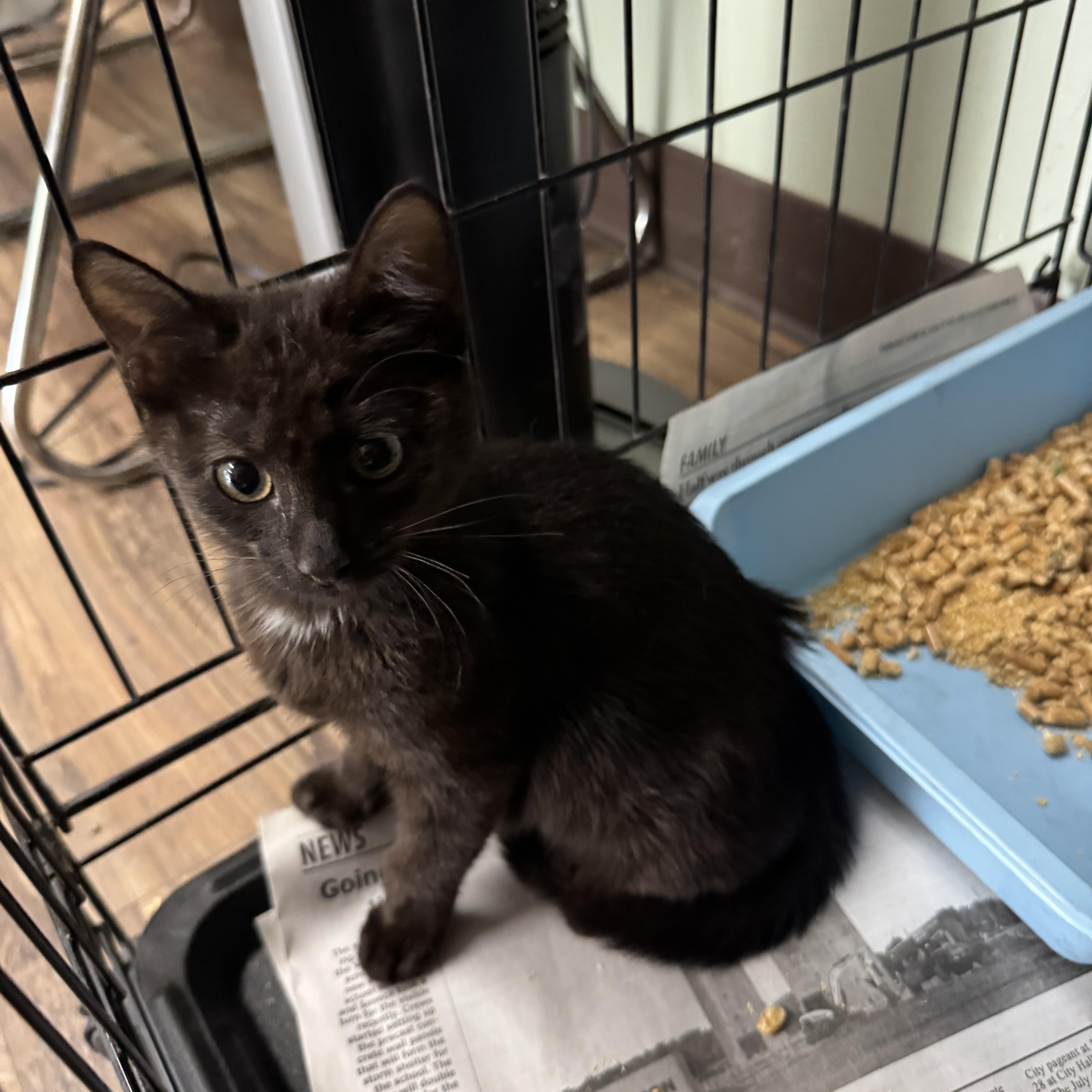 Enlarge Pepper, an adopted mixed breed in Valley Center, KS image 3/4