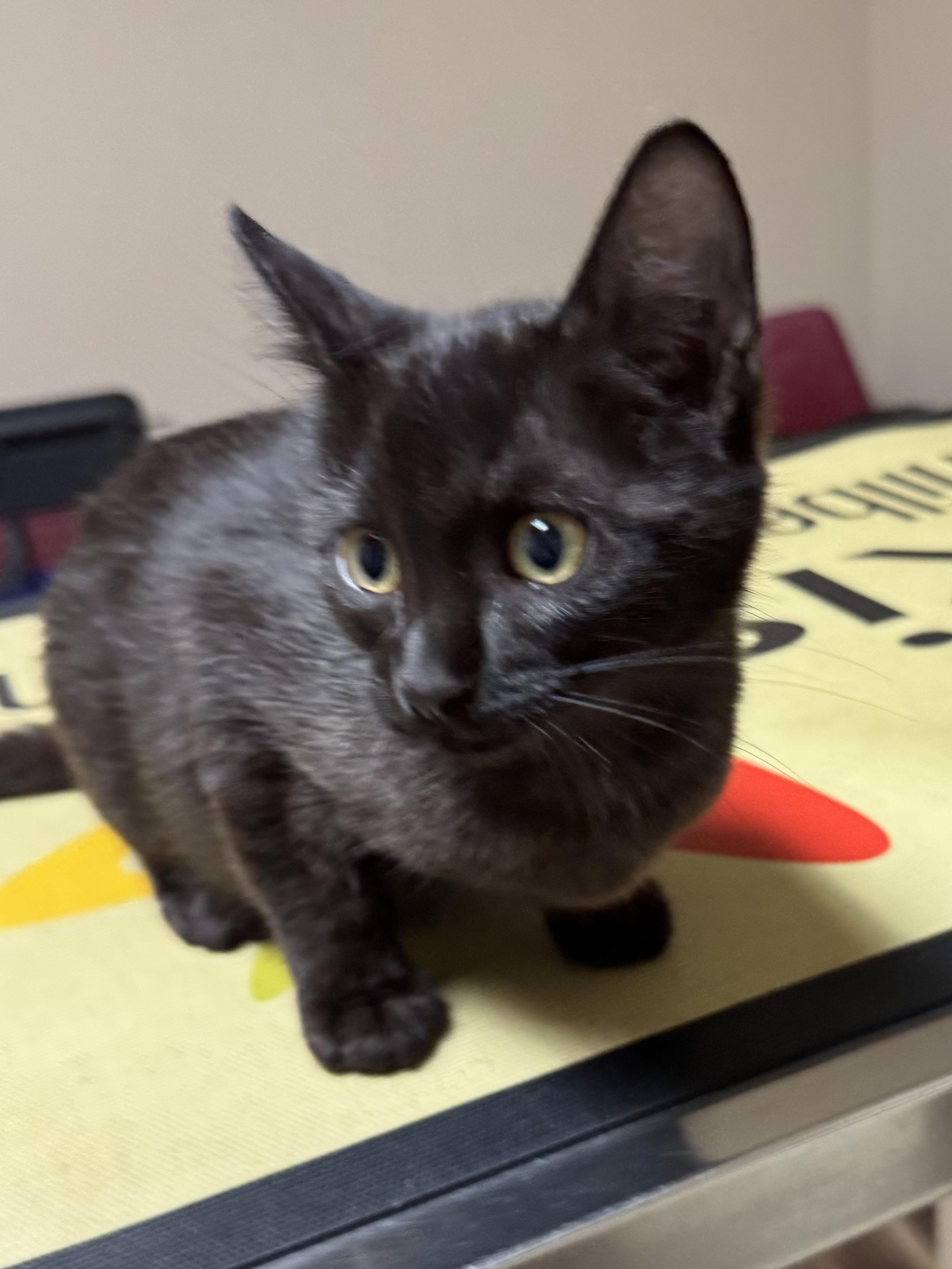Enlarge Pepper, an adopted mixed breed in Valley Center, KS image 4/4