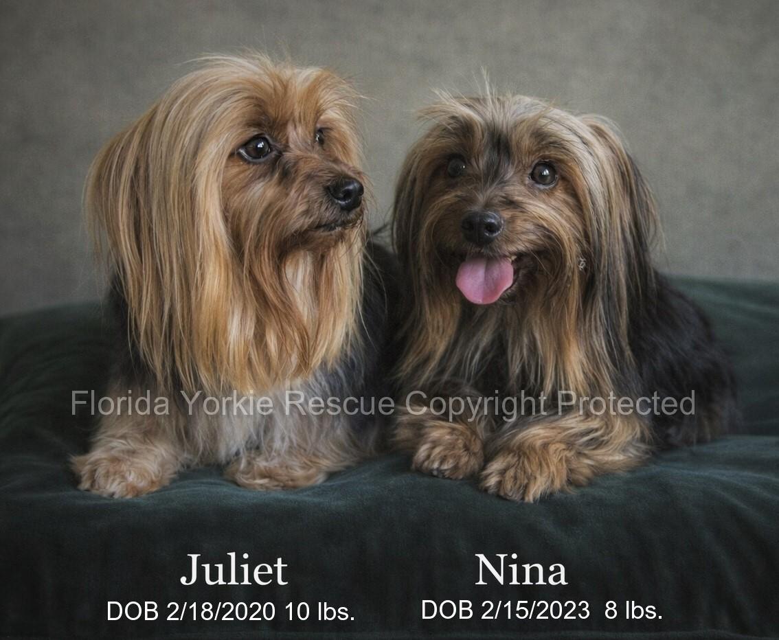 Enlarge Juliet and Nina, an adopted Yorkshire Terrier in Palm City, FL image 2/4