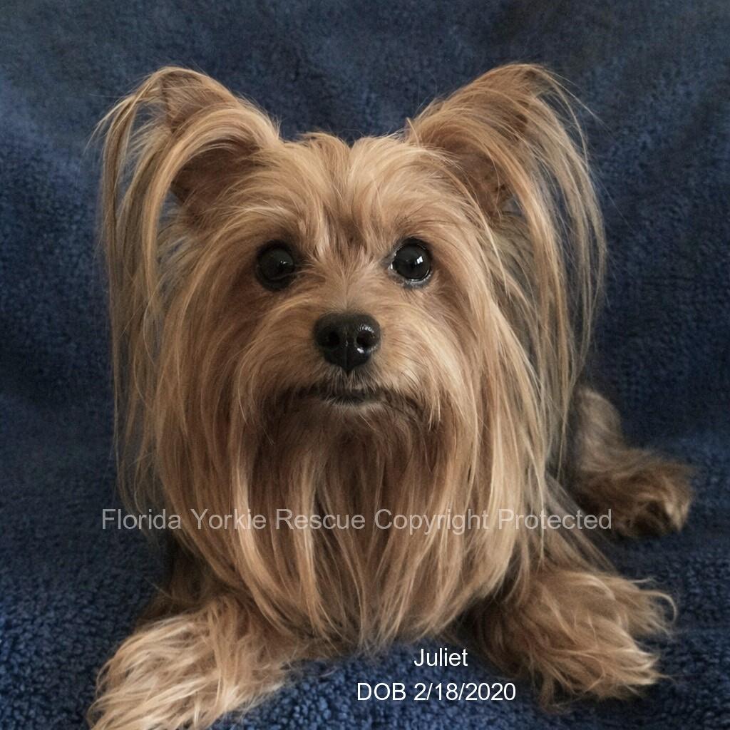 Enlarge Juliet and Nina, an adopted Yorkshire Terrier in Palm City, FL image 4/4